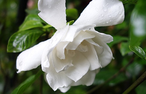 梔子花適合什么環境生長